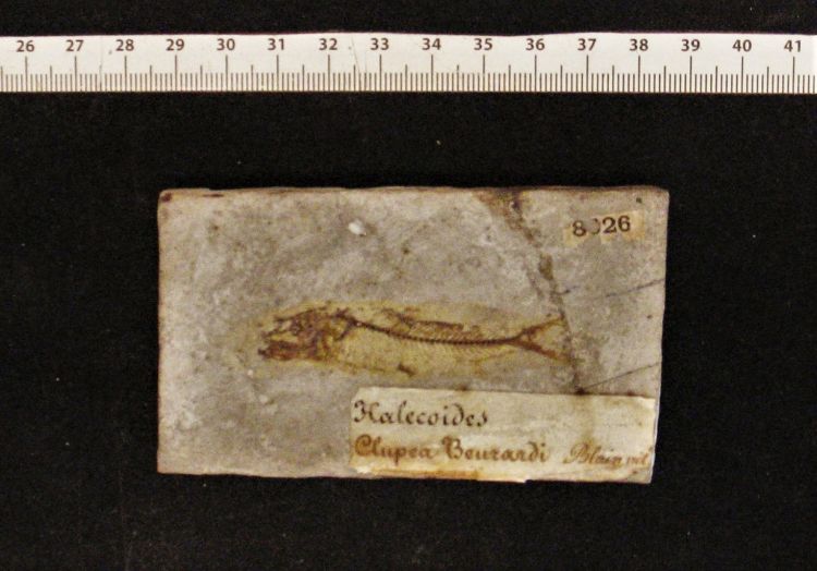 fossile (pesce su lastra, esemplare)