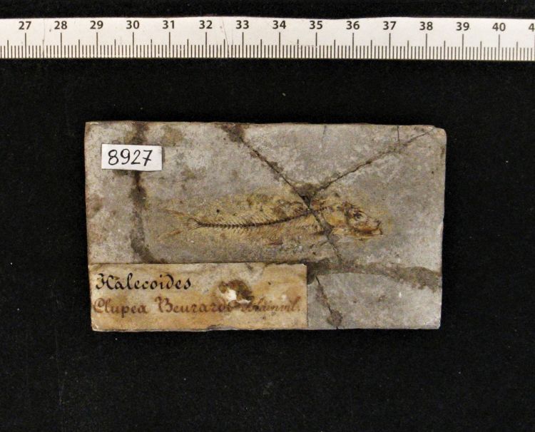 fossile (pesce su lastra, esemplare)