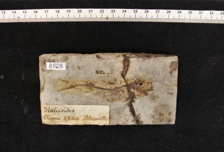 fossile (pesce su lastra, esemplare)