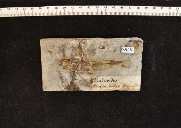 fossile (pesce su lastra, esemplare)