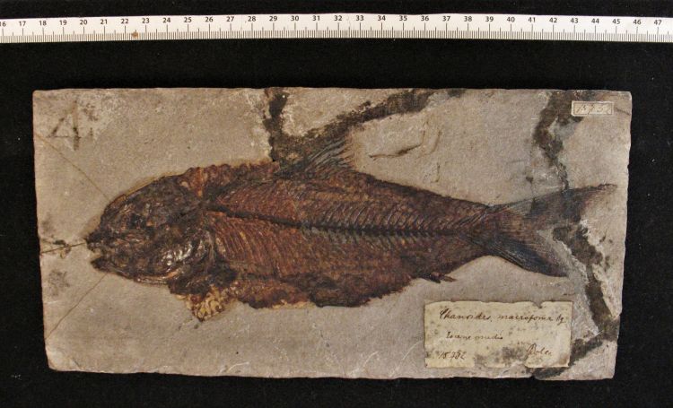 fossile (pesce su lastra, esemplare)