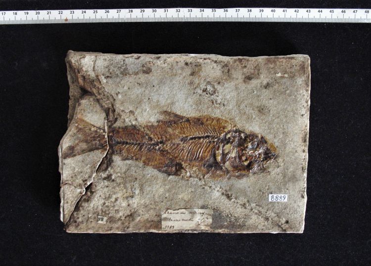 fossile (pesce su lastra)