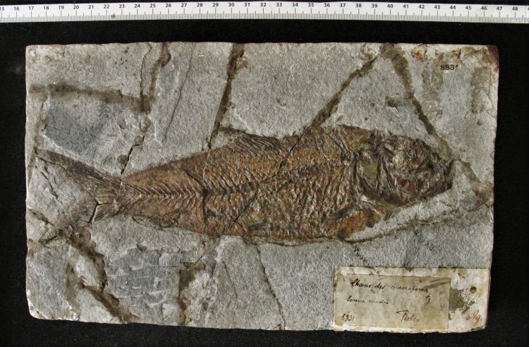 fossile (pesce su lastra)