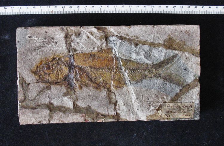 fossile (pesce su lastra)