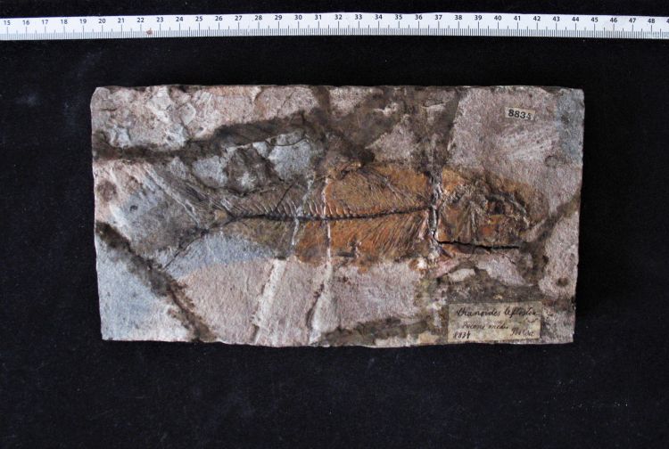 fossile (pesce su lastra)