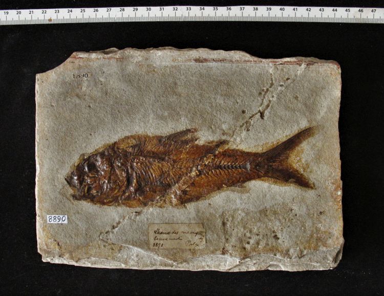 fossile (pesce su lastra)