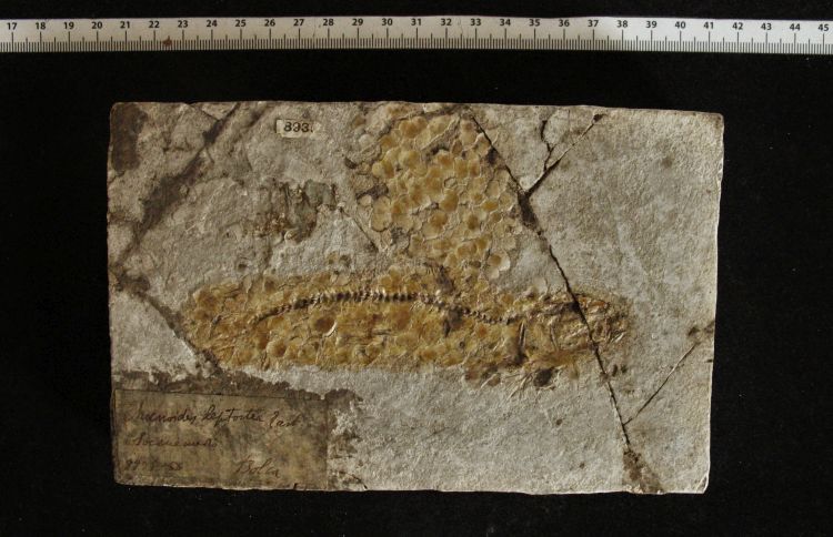 fossile (pesce su lastra)