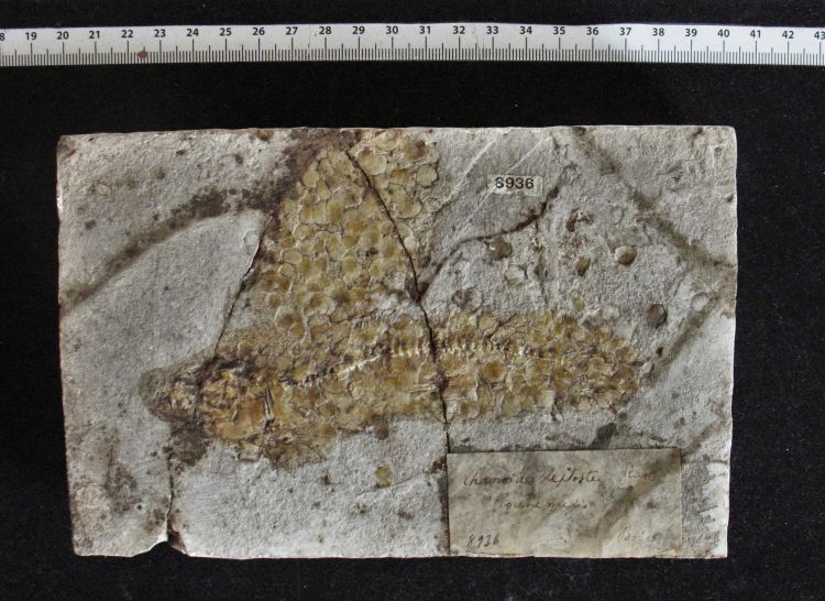 fossile (pesce su lastra)