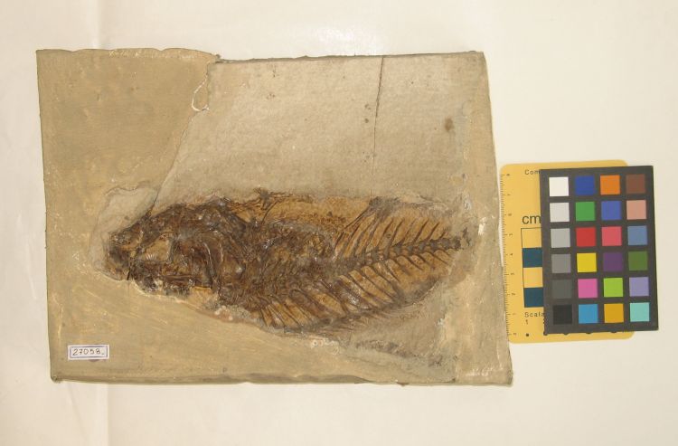 fossile (pesce su lastra)