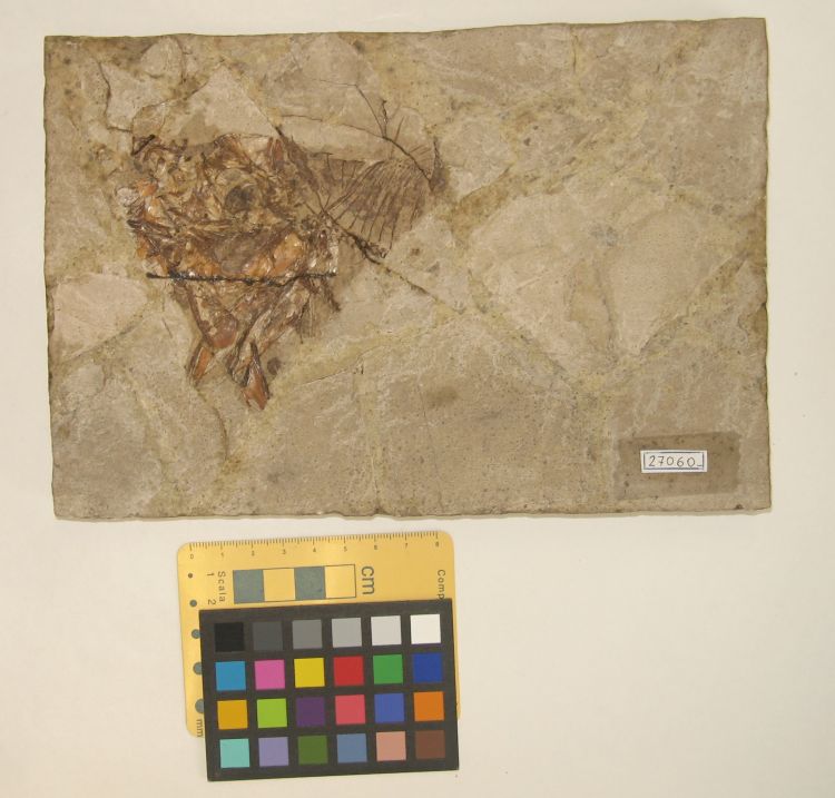 fossile (pesce su lastra)