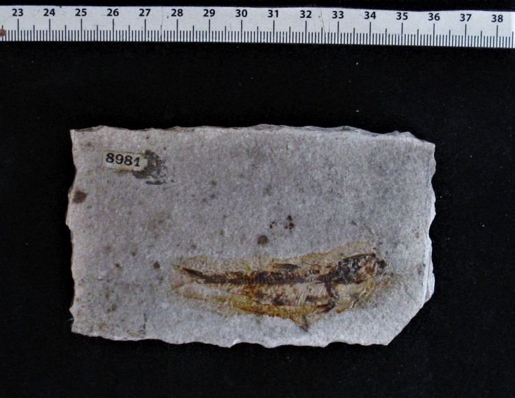 fossile (pesce su lastra, esemplare)