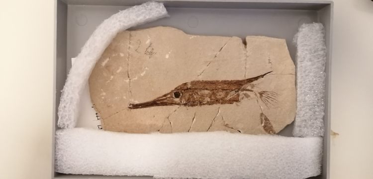 fossile (pesce su lastra)