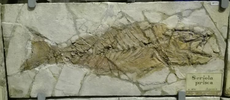 fossile (pesce su lastra, esemplare)