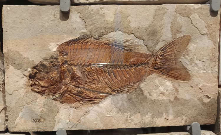 fossile (pesce su lastra, esemplare)
