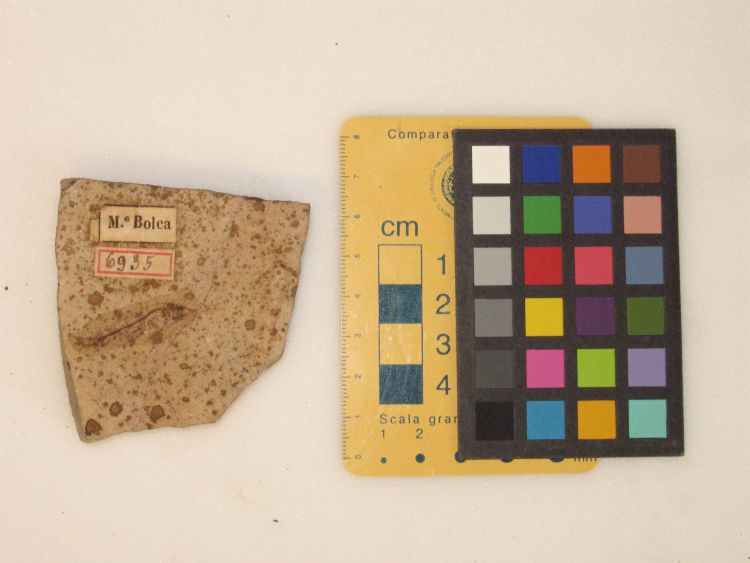 fossile (pesce su lastra)