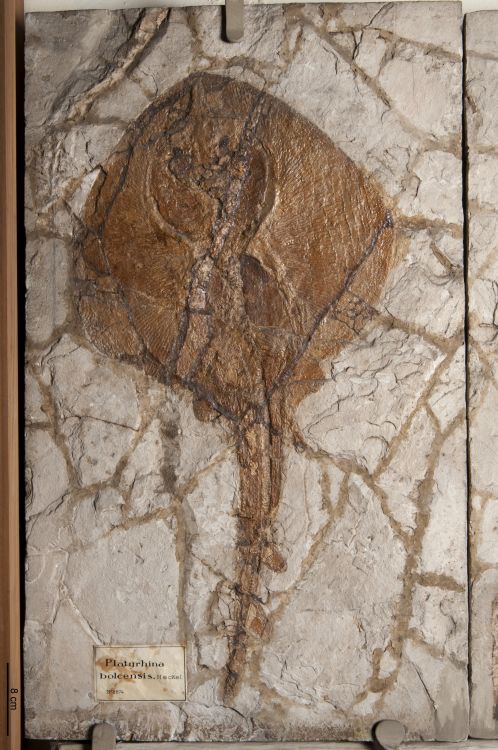 fossile (pesce su lastra, esemplare)