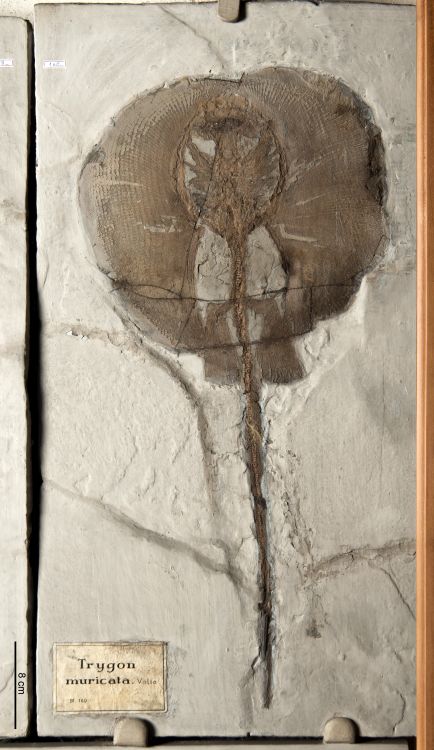 fossile (pesce su lastra, esemplare)