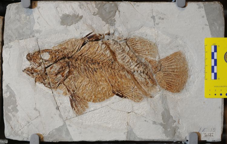 fossile (pesce su lastra, esemplare)