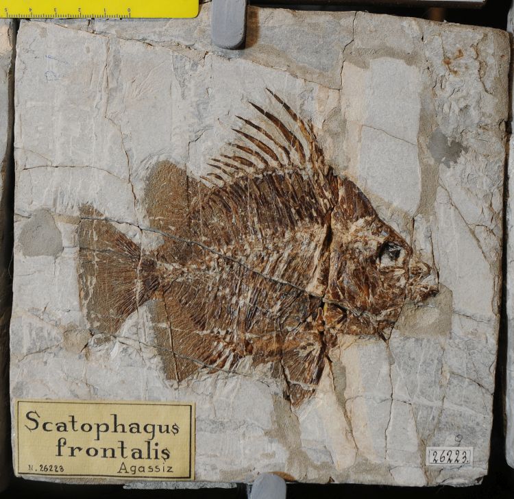 fossile (pesce su lastra, esemplare)