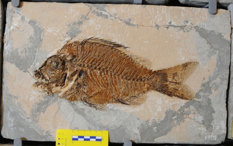 fossile (pesce su lastra, esemplare)