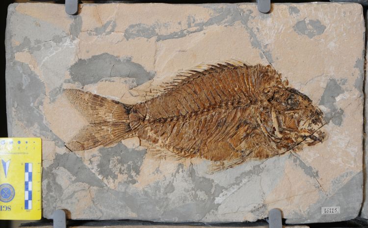 fossile (pesce su lastra, esemplare)
