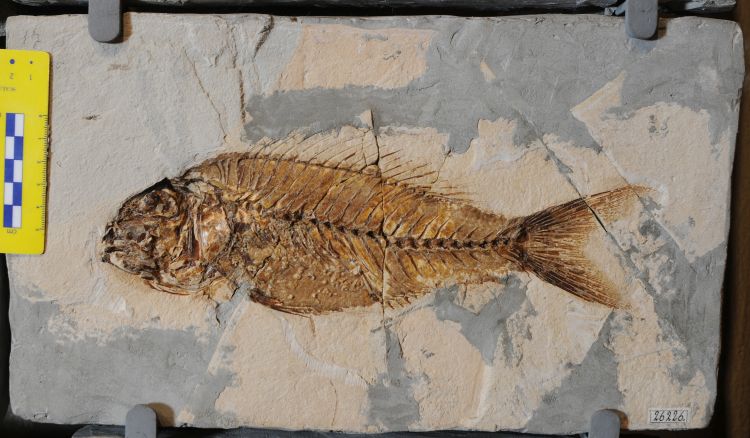 fossile (pesce su lastra, esemplare)