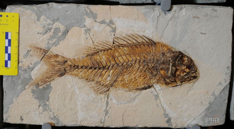 fossile (pesce su lastra, esemplare)