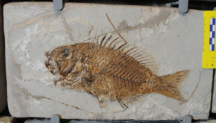 fossile (pesce su lastra, esemplare)
