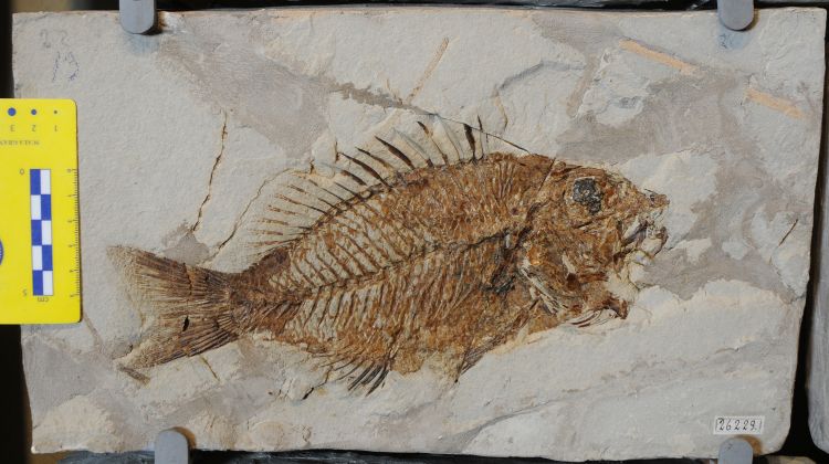 fossile (pesce su lastra, esemplare)