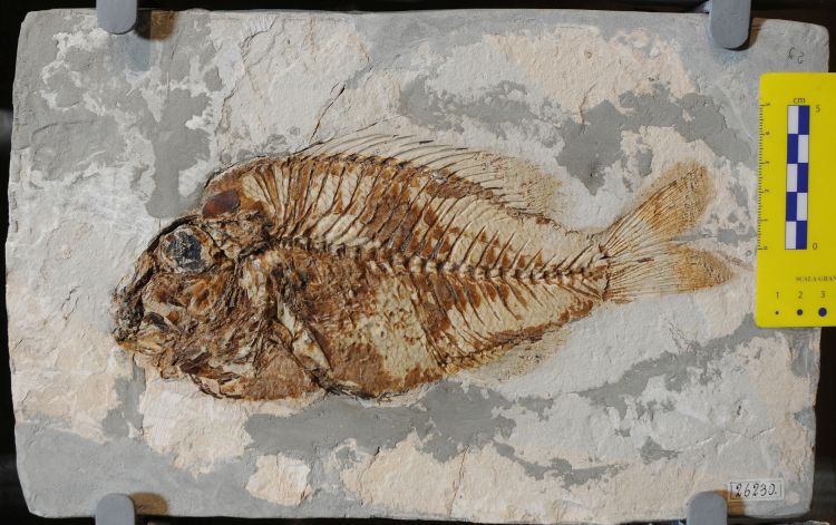 fossile (pesce su lastra, esemplare)