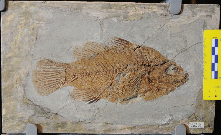 fossile (pesce su lastra, esemplare)
