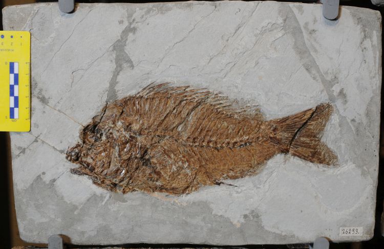 fossile (pesce su lastra, esemplare)