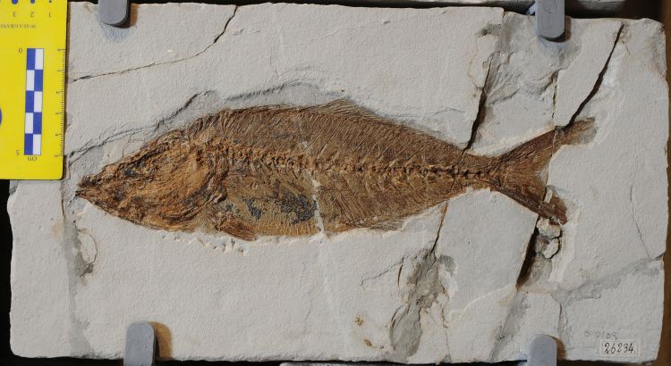 fossile (pesce su lastra, esemplare)