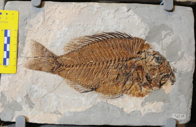 fossile (pesce su lastra, esemplare)