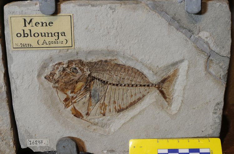 fossile (pesce su lastra, esemplare)