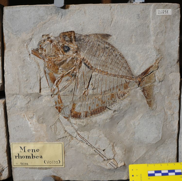 fossile (pesce su lastra, esemplare)