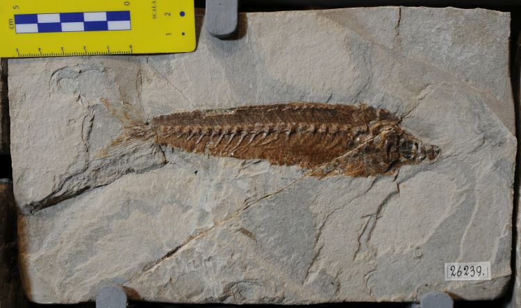 fossile (pesce su lastra, esemplare)