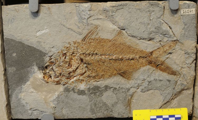 fossile (pesce su lastra, esemplare)