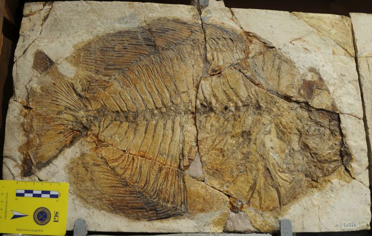 fossile (pesce su lastra, esemplare)