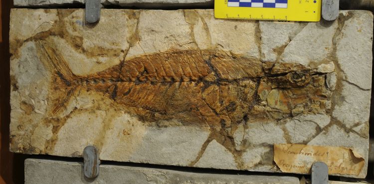 fossile (pesce su lastra)