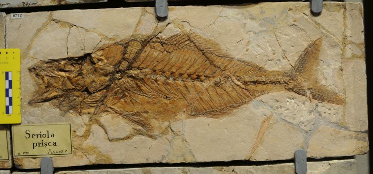 fossile (pesce su lastra, esemplare)