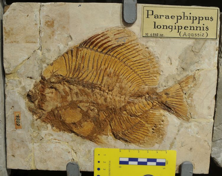 fossile (pesce su lastra, esemplare)