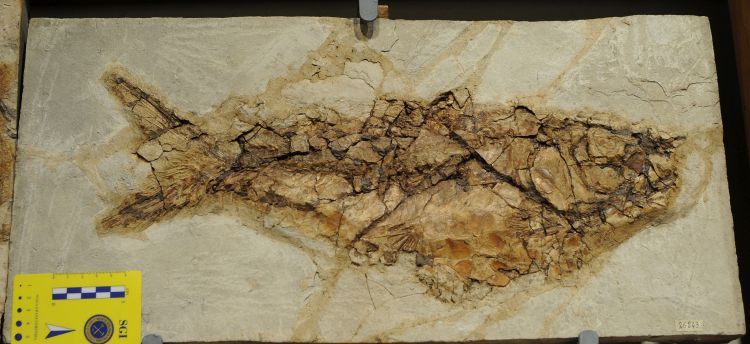fossile (pesce su lastra, esemplare)
