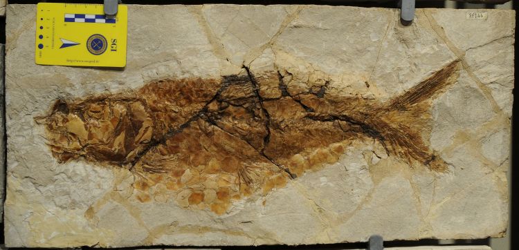 fossile (pesce su lastra, esemplare)