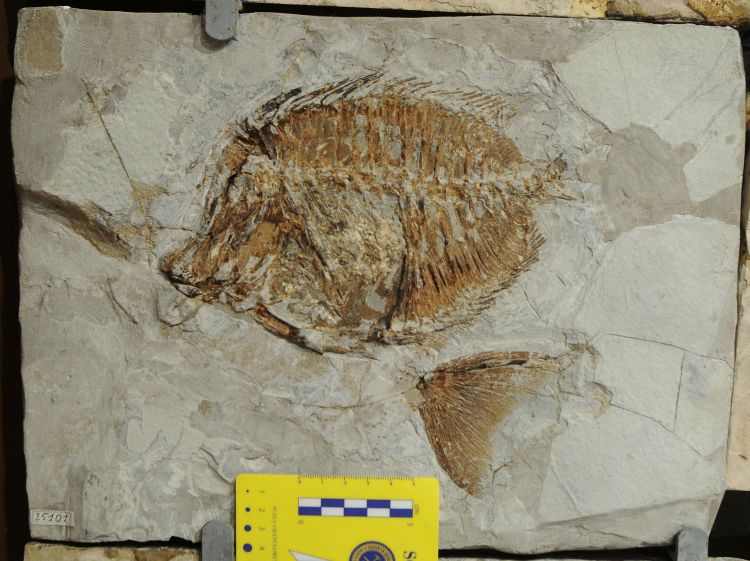 fossile (pesce su lastra, esemplare)