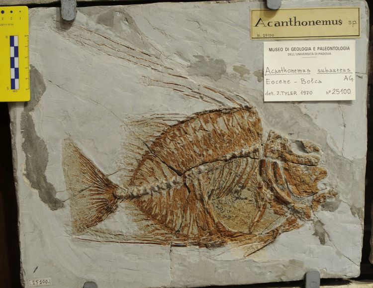 fossile (pesce su lastra, esemplare)