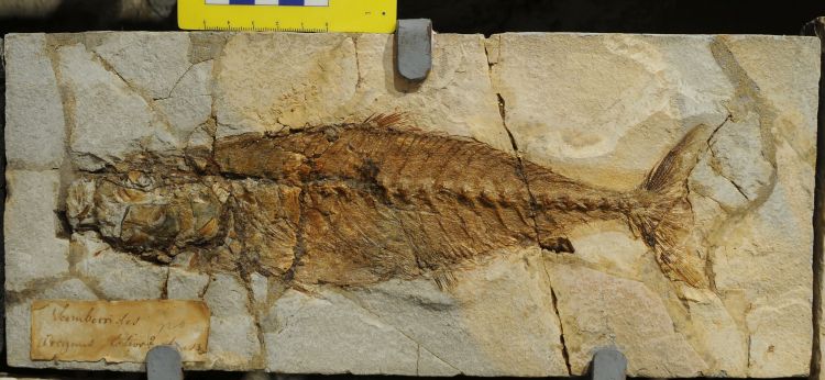 fossile (pesce su lastra, esemplare)