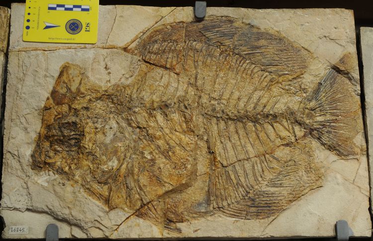 fossile (pesce su lastra, esemplare)