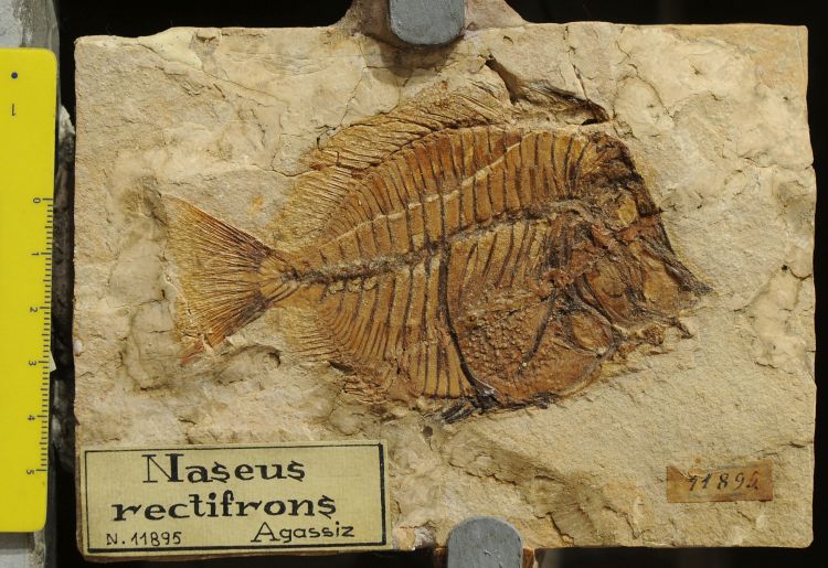 fossile (pesce su lastra, esemplare)