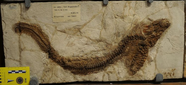 fossile (pesce su lastra, esemplare)